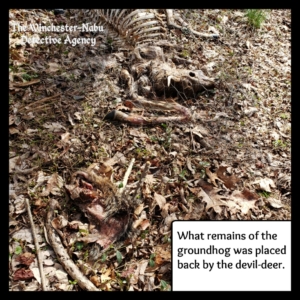 body farm devil deer skeleton & groundhog head