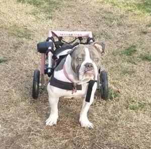bulldog in wheelie cart