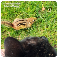 chipmunk pipi lansbury capture