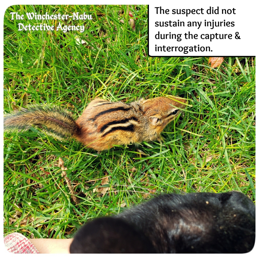 042320 Chipmunk Capture3
