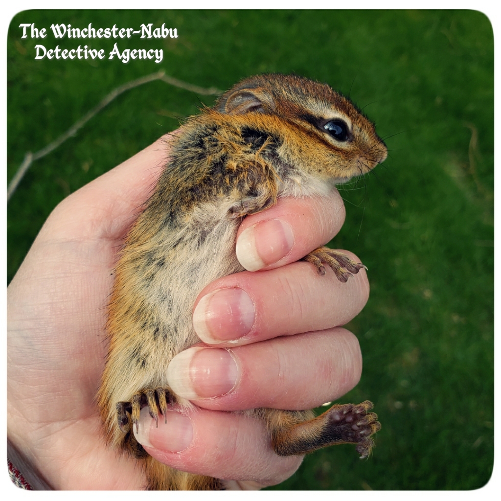 042320 Chipmunk Capture4