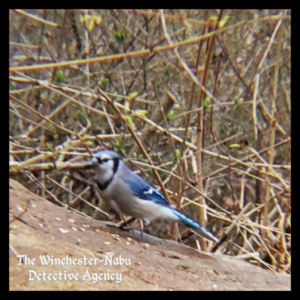 blue jay on boulder