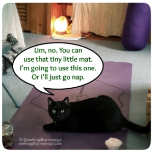 Gus on purple yoga mat