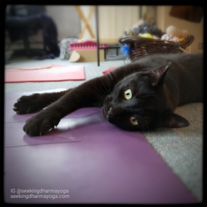 Gus lying with his head and paws on the yoga mat