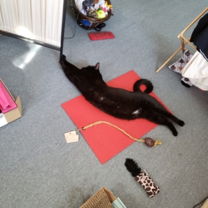 Gus on his red yoga mat