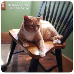 Oliver on the kitchen chair