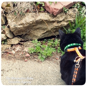 Gus watching for chipmunks