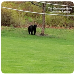 black bear in backyard next to tree