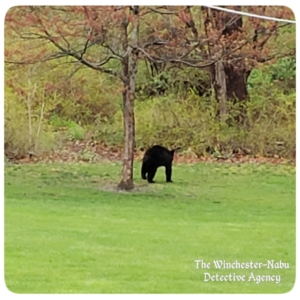 black bear walking away from the tree