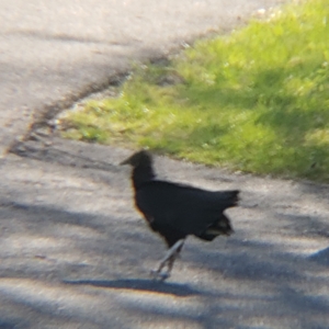 black vulture Hector walking in the driveway