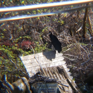 black vulture Hector sitting on a leaning fence