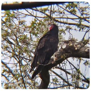 turkey vulture with red head