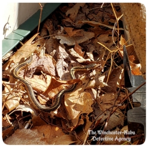 snake in the sun on a pile of dead leaves