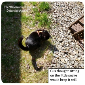Gus catching snake