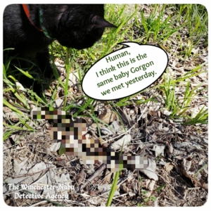 Gus finding snake in grass pixelated