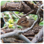 chipmunk sitting in branches