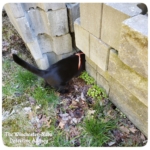 black cat Gus in cinder blocks