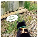 black cat Gus peering under pallet