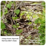 chipmunk on branches