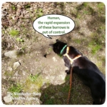 Gus on a trail looking at hole