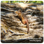 chipmunk on a log