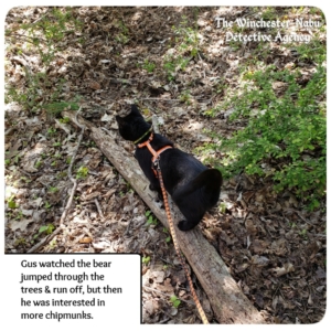 Gus on a log