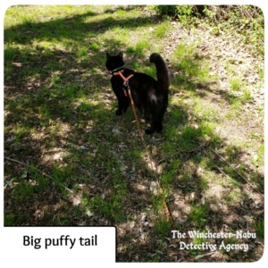 Gus with puffy tail