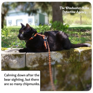 Gus on garden wall