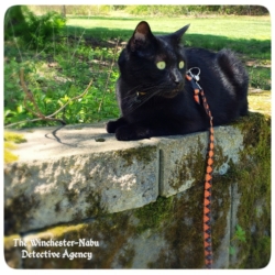 Gus on garden wall