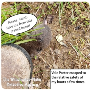 Vole Porter trying to find safety