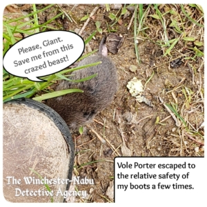 Vole Porter trying to find safety