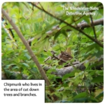 chipmunk in bushes