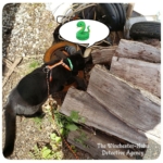 Gus searching for snake in pile of wood and junk