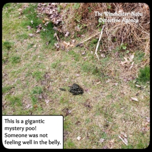 mound of bear or volkolak feces on trail