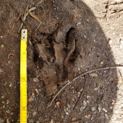 unknown wildlife track possibly fox