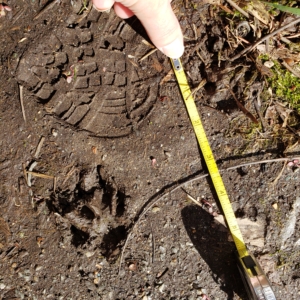 unknown wildlife track possibly fox