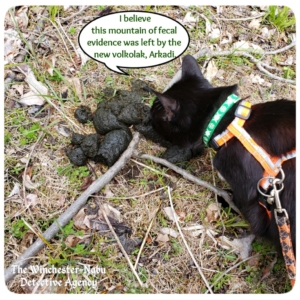 Gus investigating wildlife bear volkolak poo