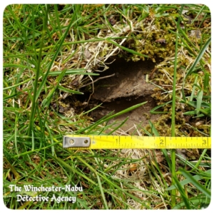 hoof wildlife tracks