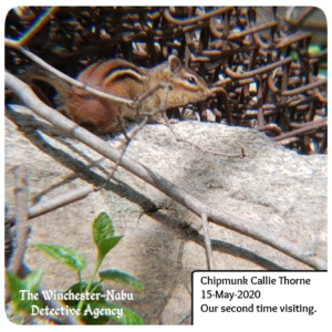 chipmunk Callie Thorne sitting on a rock