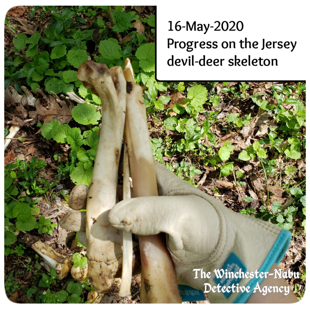 20200516 devil-deer skeleton 1
