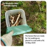 bucket of bones from jersey devil-deer skeleton cleaning