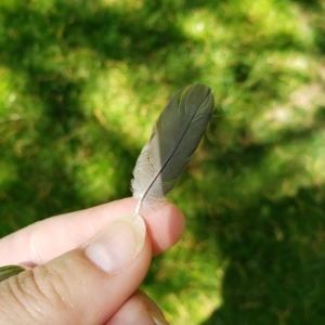 grey feather