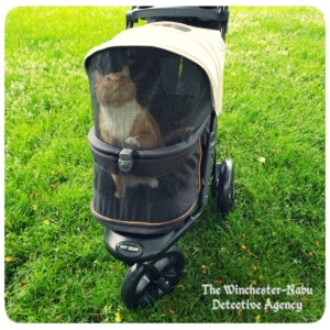 Oliver in his PetGear stroller