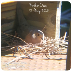 mourning dove bird