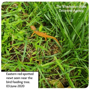 red-eft stage eastern spotted newt