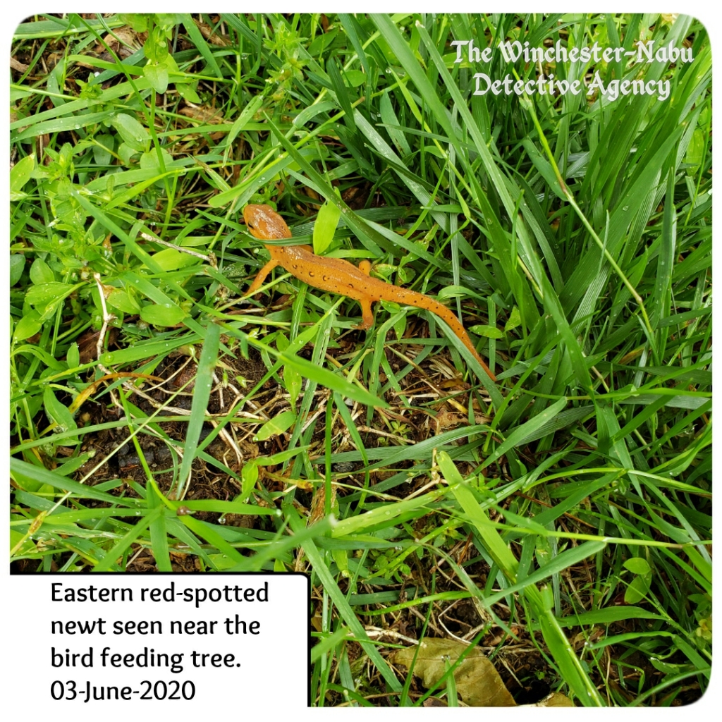 20200603 redspotted newt2