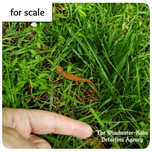 red-eft stage eastern spotted newt