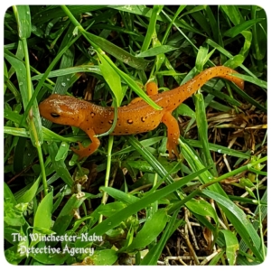 red-eft stage eastern spotted newt