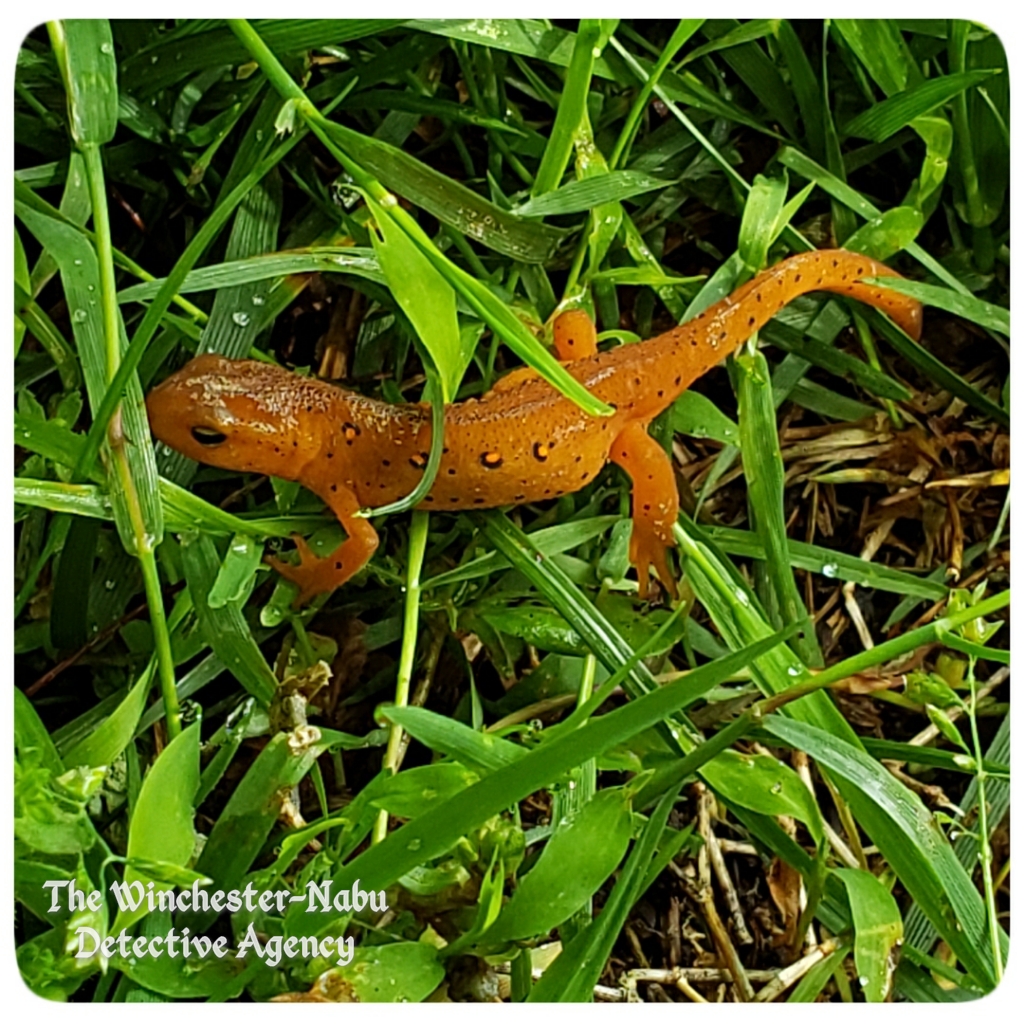 20200603 redspotted newt6