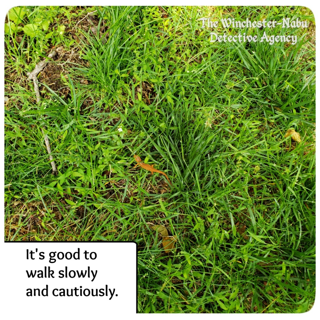 20200603 salamander 1